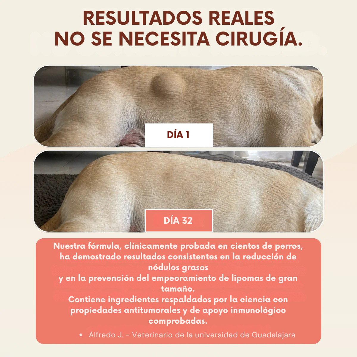 Añade esta mezcla a la comida de tu perro a diario, ¡y verás cómo esos bultos se reducen de forma natural!