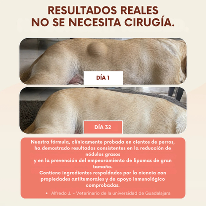 Añade esta mezcla a la comida de tu perro a diario, ¡y verás cómo esos bultos se reducen de forma natural!